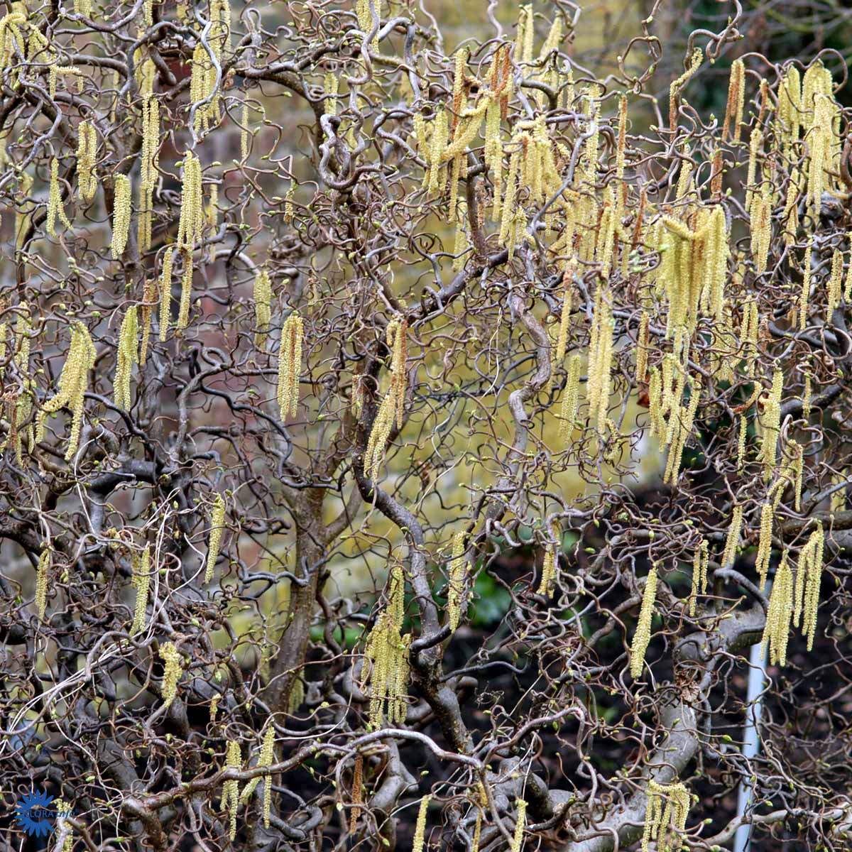 Bilde av Corylus avellana 'Contorta'-Spanne Plantesalg