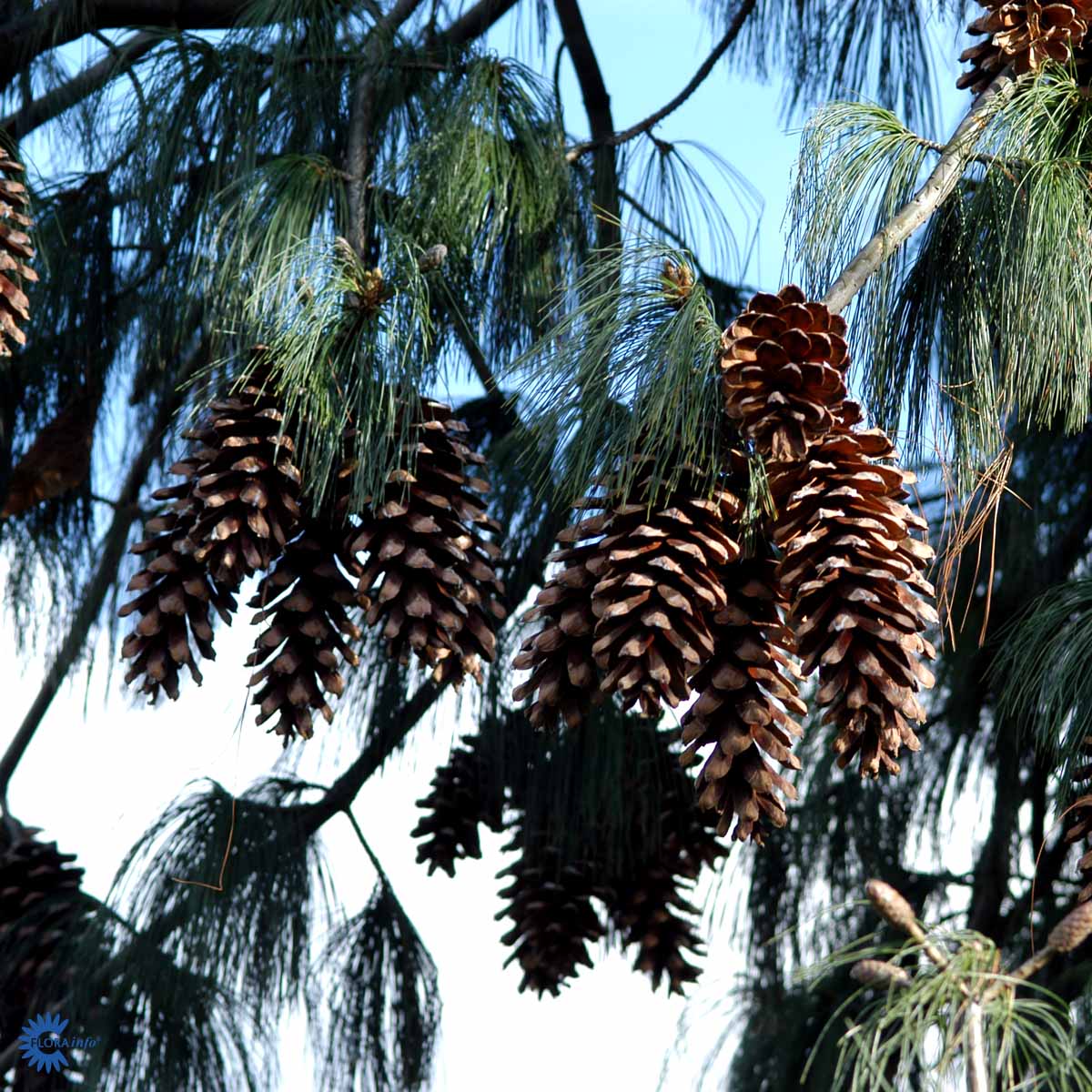 Bilde av Pinus Wallichiana-Spanne Plantesalg