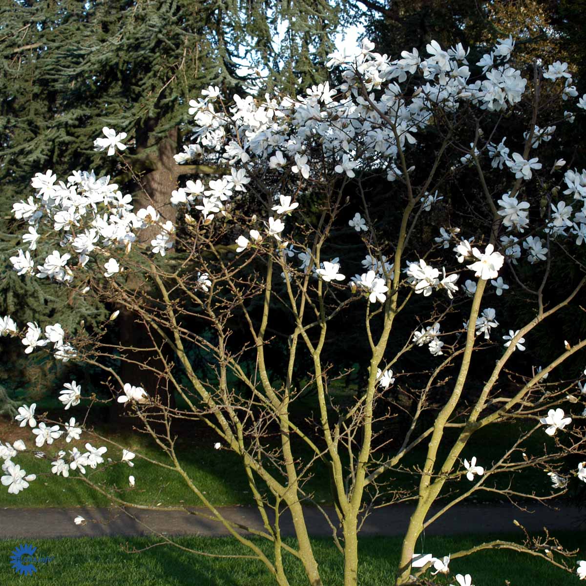 Bilde av Magnolia kobus-Spanne Plantesalg