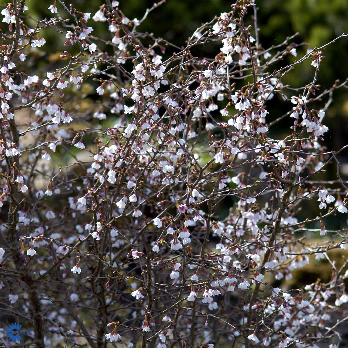 Bilde av Prunus incisa 'Kojou-no-mai' C10-Spanne Plantesalg