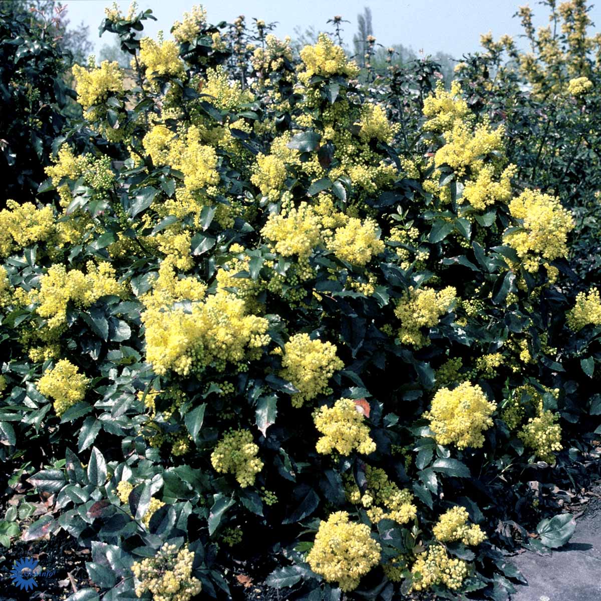 Bilde av Mahonia aq. 'Apollo'-Spanne Plantesalg