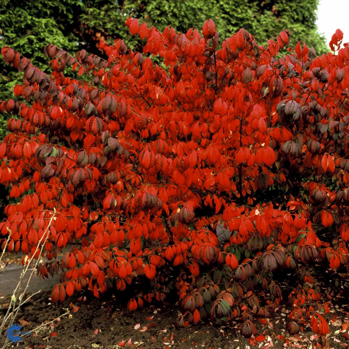 Bilde av Euonymus alatus-Spanne Plantesalg