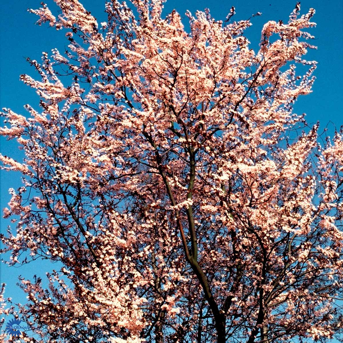 Bilde av Prunus Cerasifera Nigra Str24L-Spanne Plantesalg