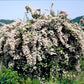 Bilde av Kolkwitzia amabilis 'Pink Cloud'-Spanne Plantesalg