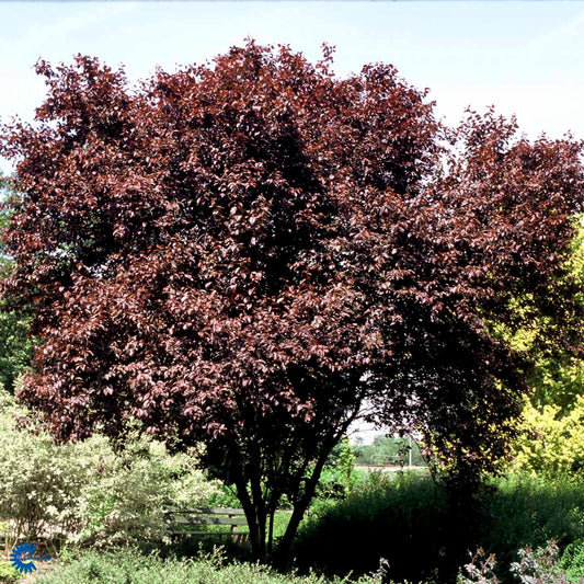 Bilde av Prunus Cerasifera Nigra Str24L-Spanne Plantesalg