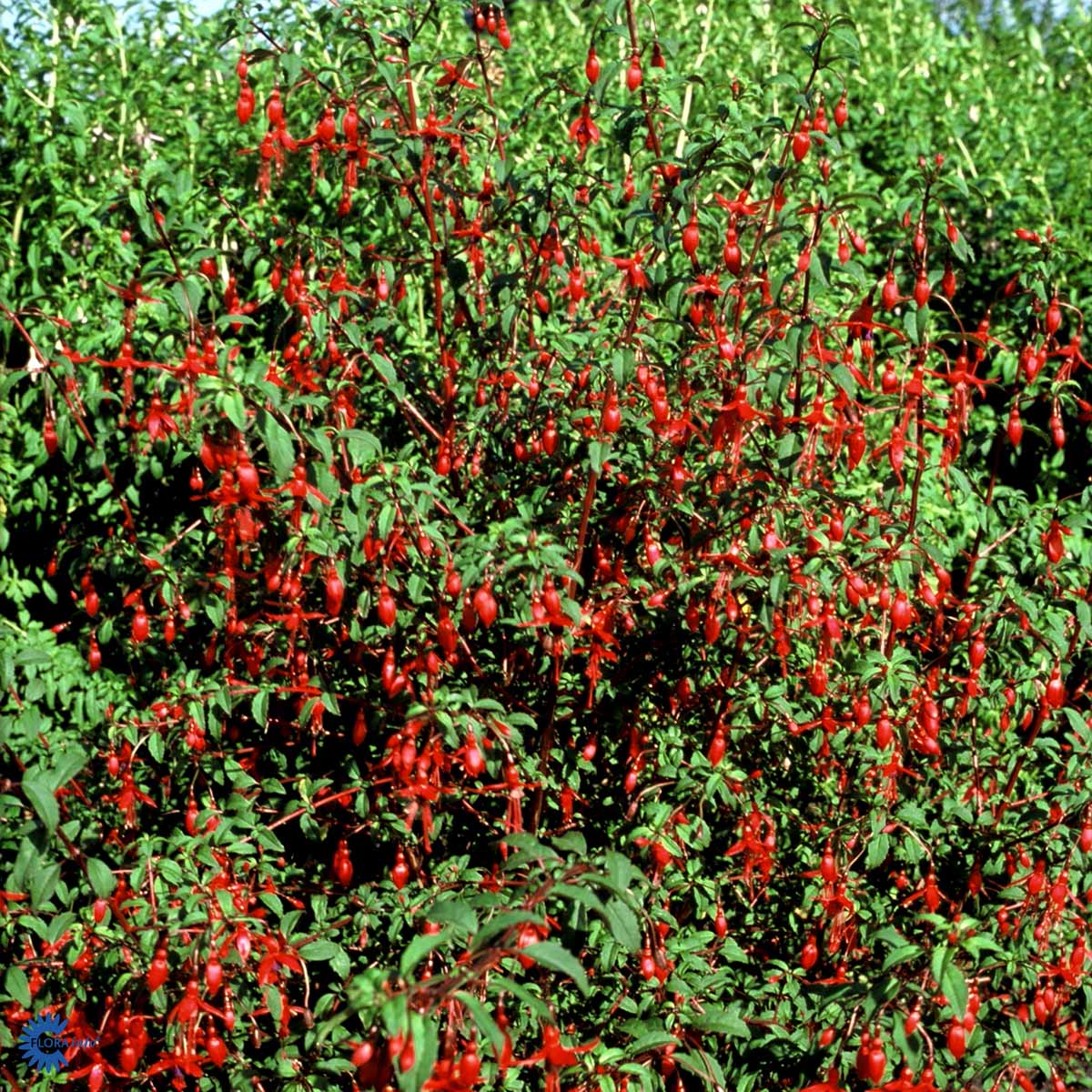 Bilde av Fuchsia 'Riccartonii'-Spanne Plantesalg