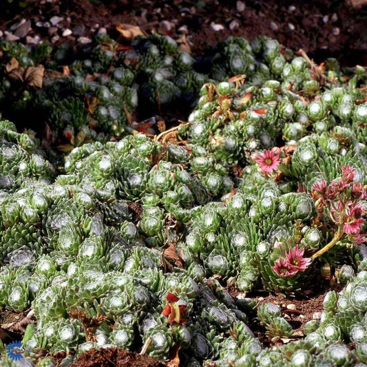 Bilde av Sempervivum arachnoideum-Spanne Plantesalg
