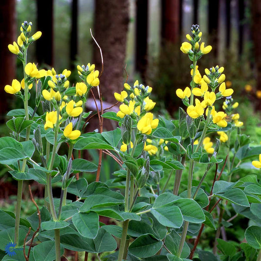 Bilde av Thermopsis chinensis-Spanne Plantesalg