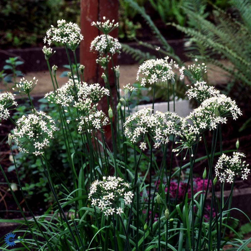 Bilde av Allium tuberosum-Spanne Plantesalg