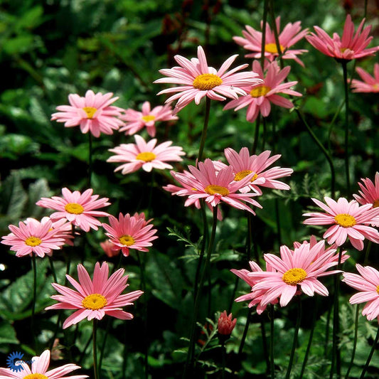 Bilde av Tanacetum (C) 'Robinson's Rose'-Spanne Plantesalg