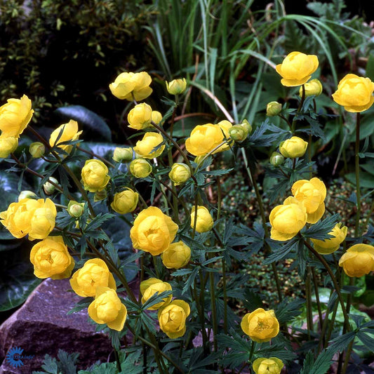 Bilde av Trollius europaeus-Spanne Plantesalg