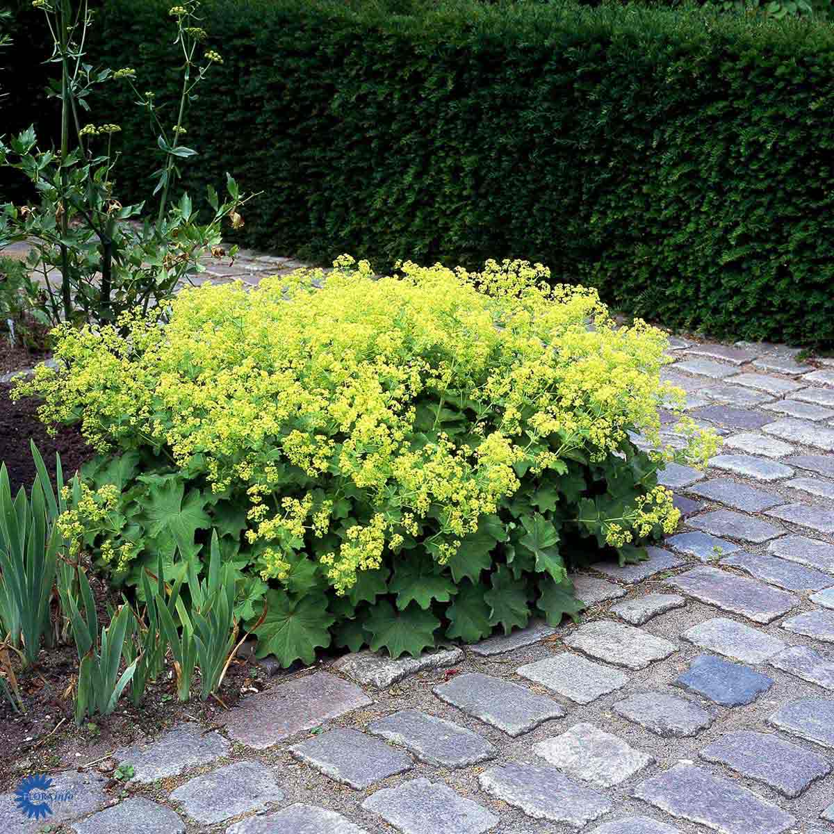 Bilde av Alchemilla Mollis-Spanne Plantesalg