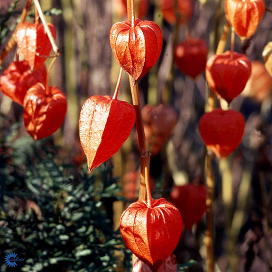 Bilde av Physalis alkekengi franchetii-Spanne Plantesalg