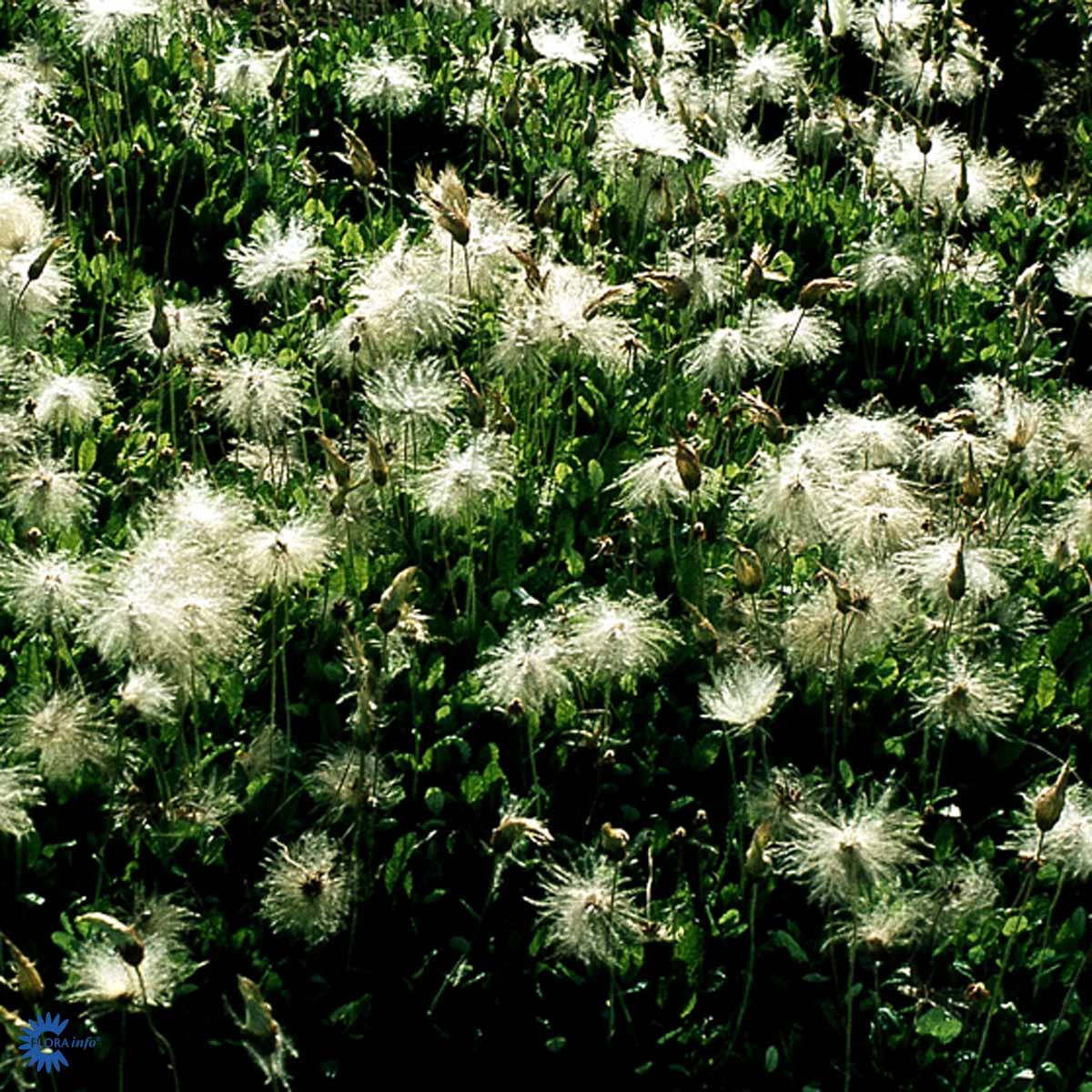 Bilde av Dryas suendermannii-Spanne Plantesalg