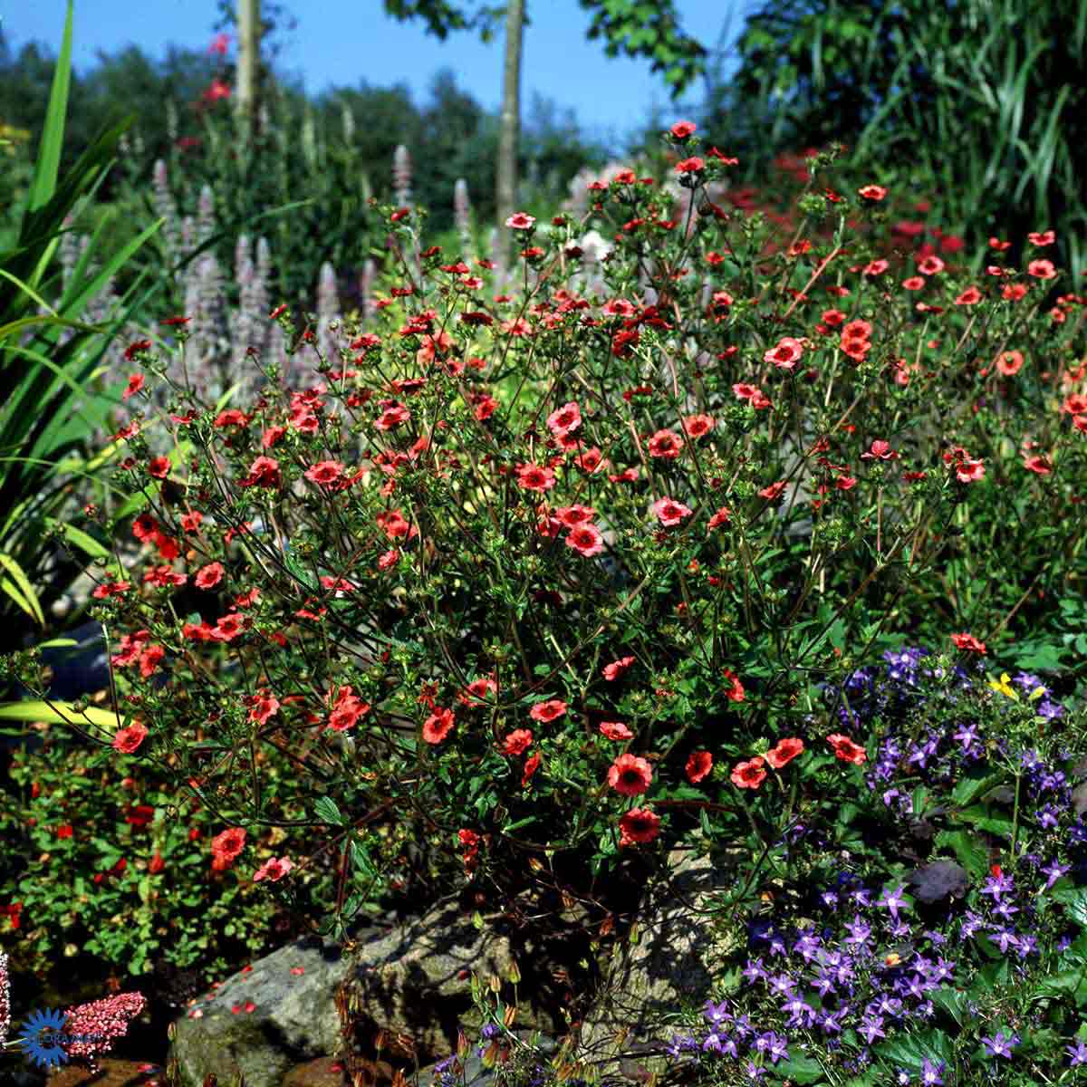 Bilde av Potentilla Nepalensis Miss Willmott-Spanne Plantesalg