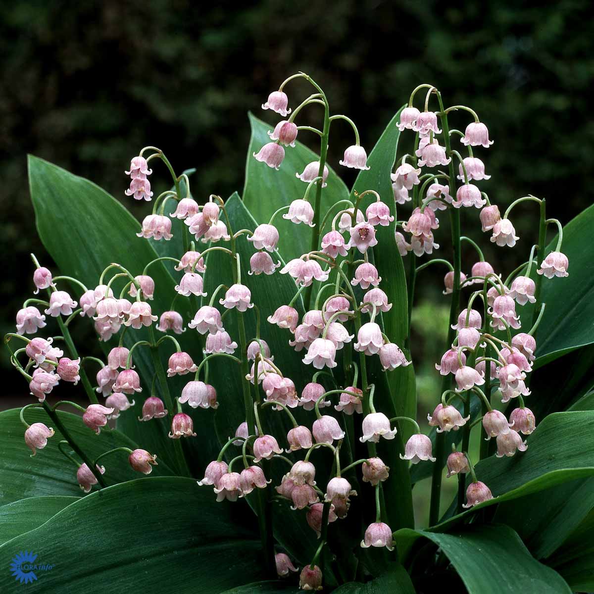 Bilde av Convallaria maj. 'Rosea'-Spanne Plantesalg