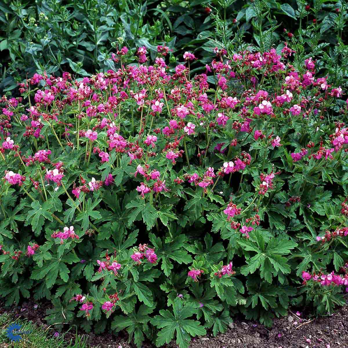 Bilde av Geranium Macrorrhizum-Spanne Plantesalg