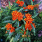 Bilde av Asclepias tuberosa-Spanne Plantesalg