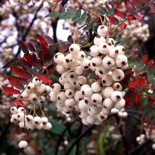 Bilde av Sorbus koehneana Ås-Spanne Plantesalg