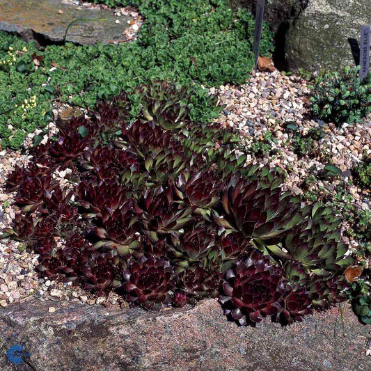 Bilde av Sempervivum 'Dark Beauty'-Spanne Plantesalg