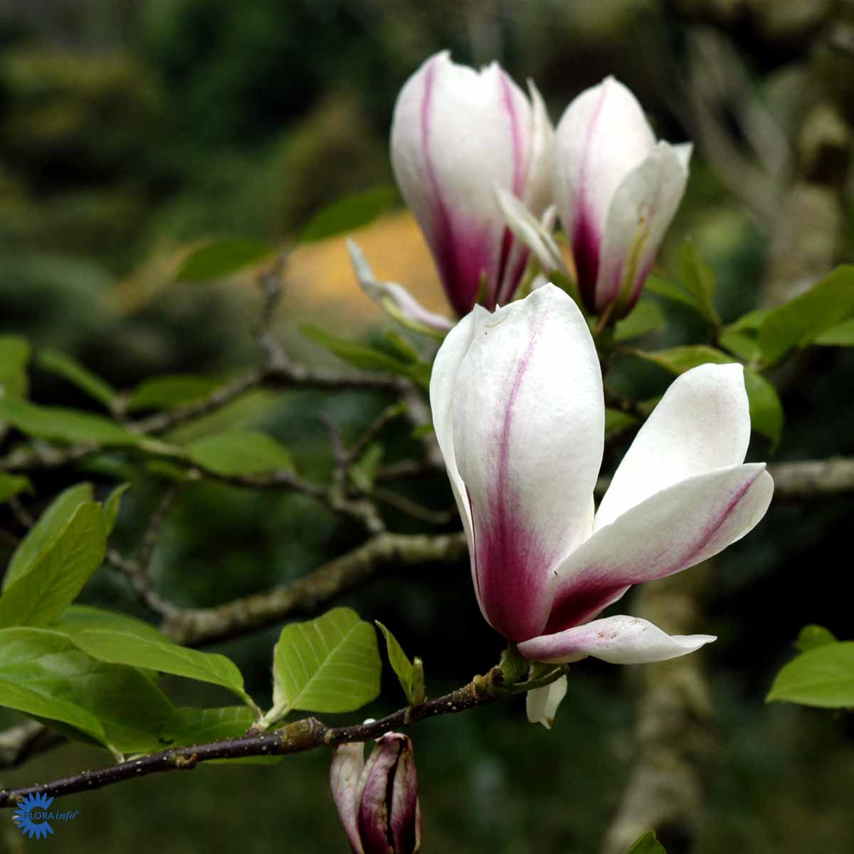 Bilde av Magnolia soulangeana 60cm st.-Spanne Plantesalg