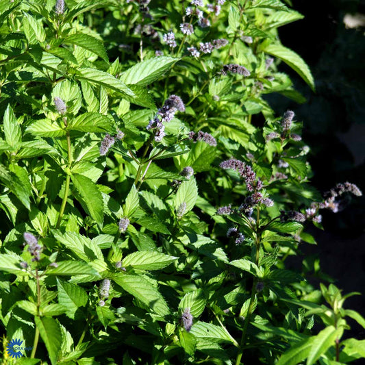 Bilde av Mentha spicata-Spanne Plantesalg