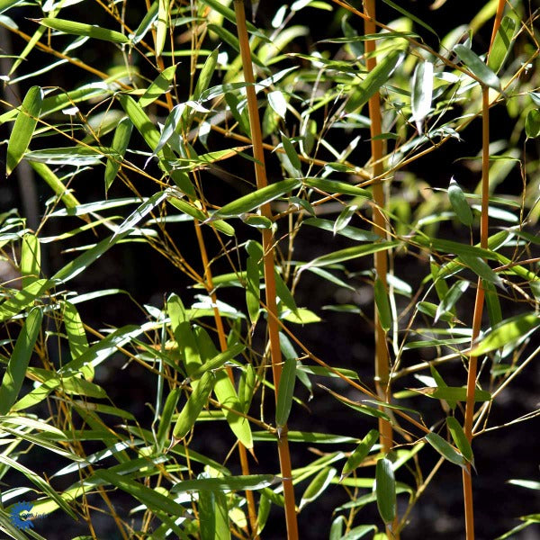 Bilde av Phyllostachys aureosulcata 'Aureocaulis'-Spanne Plantesalg