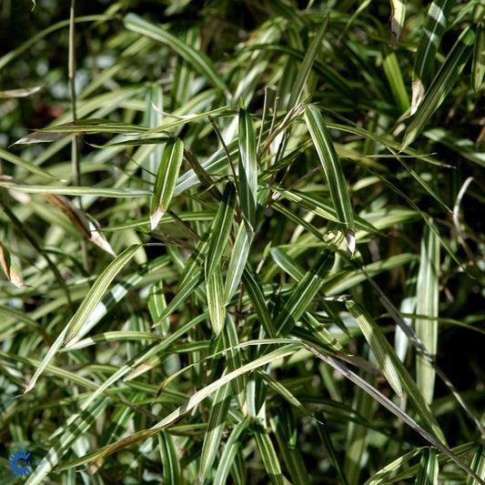 Bilde av Pleioblastus chino 'Tsuboi'-Spanne Plantesalg