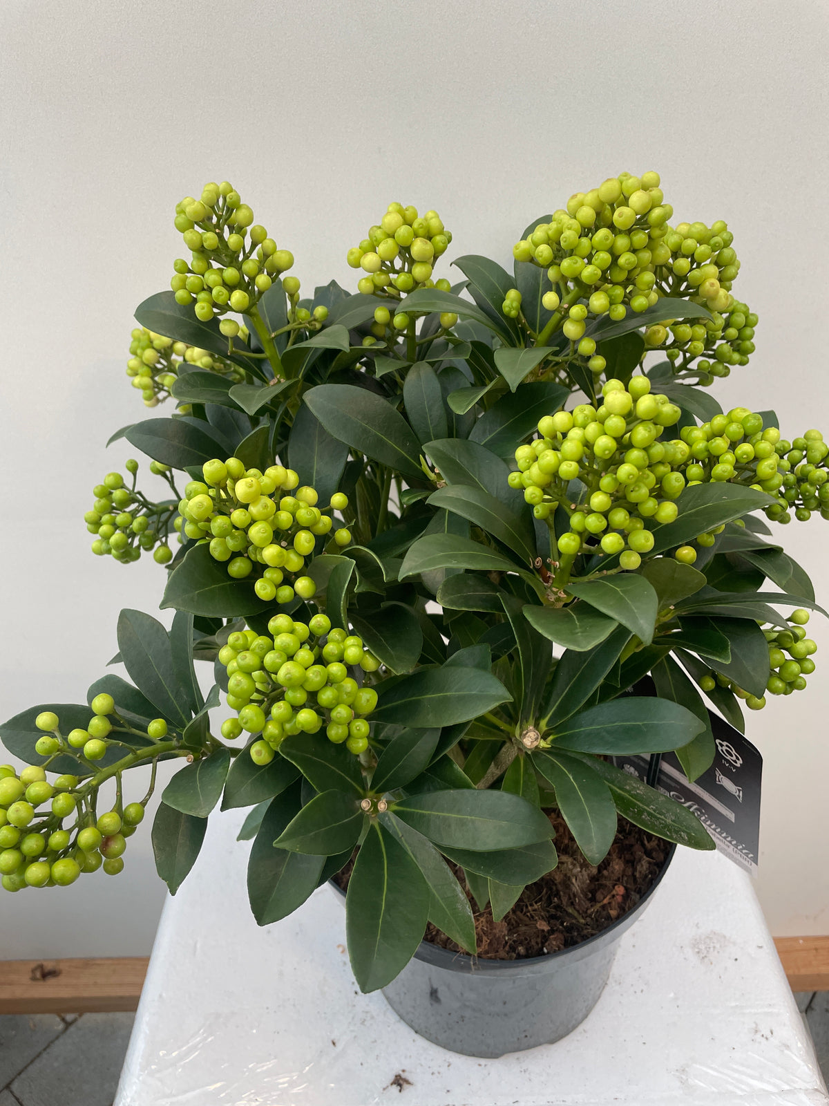 Skimmia jap. Pabella