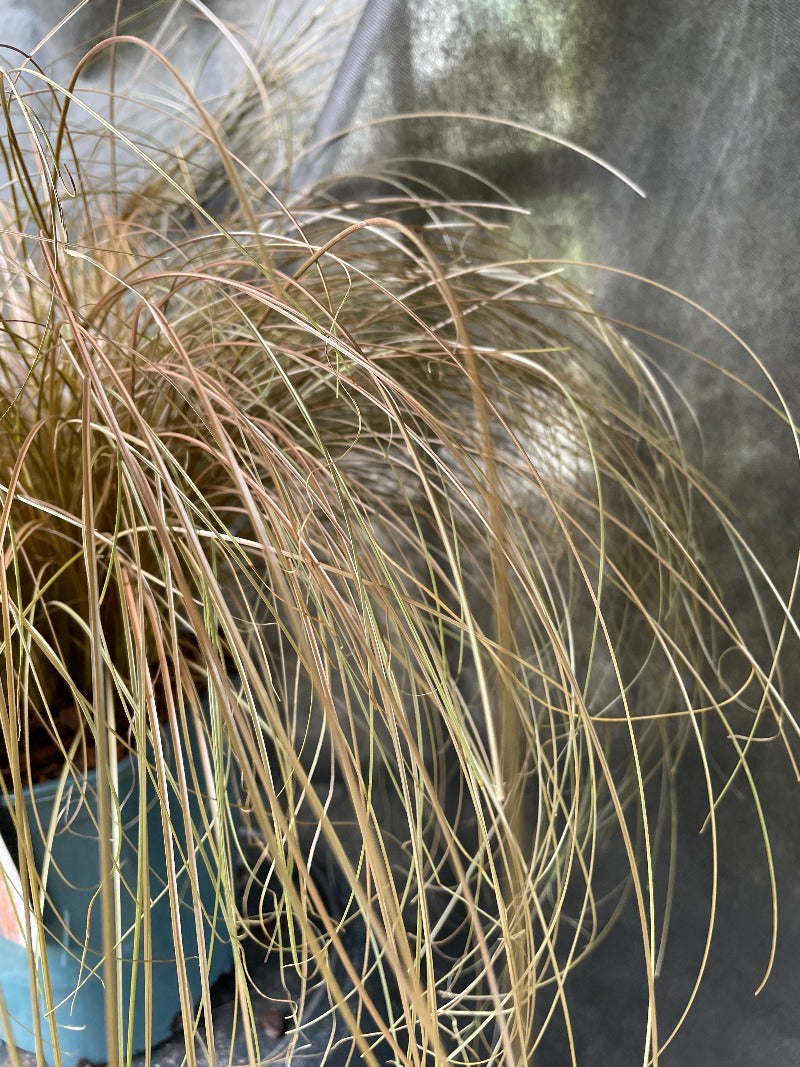 Bilde av Carex comans 'Bronze Form'-Spanne Plantesalg