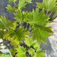 Bilde av Acer shirasawanum 'Aureum'-Spanne Plantesalg