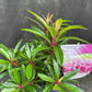 Bilde av Rhododendron (P) 'Graziella'-Spanne Plantesalg