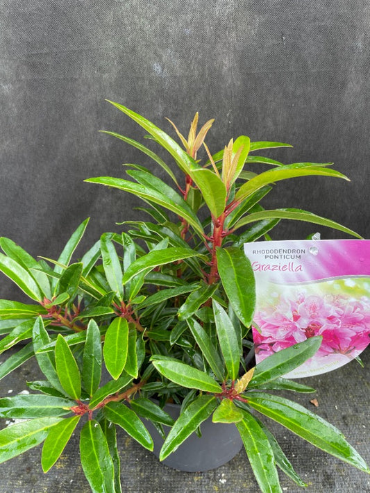 Bilde av Rhododendron (P) 'Graziella'-Spanne Plantesalg