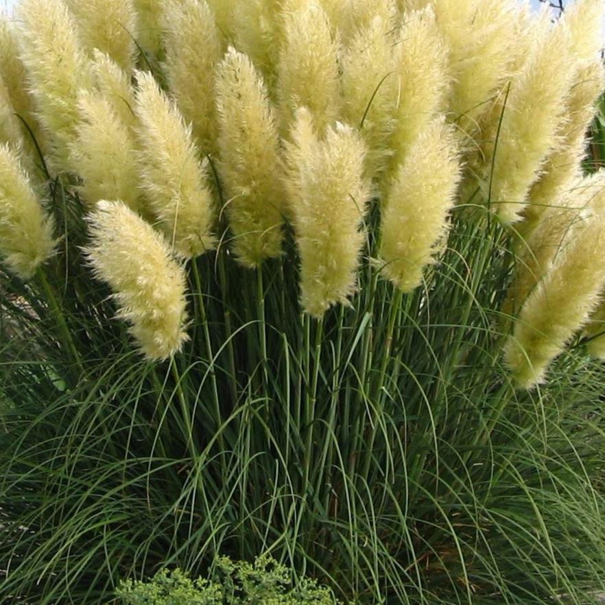 Bilde av Cortaderia s. 'Sunningd. Silver'-Spanne Plantesalg