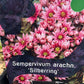 Bilde av Sempervivum arachn. 'Silberring'-Spanne Plantesalg