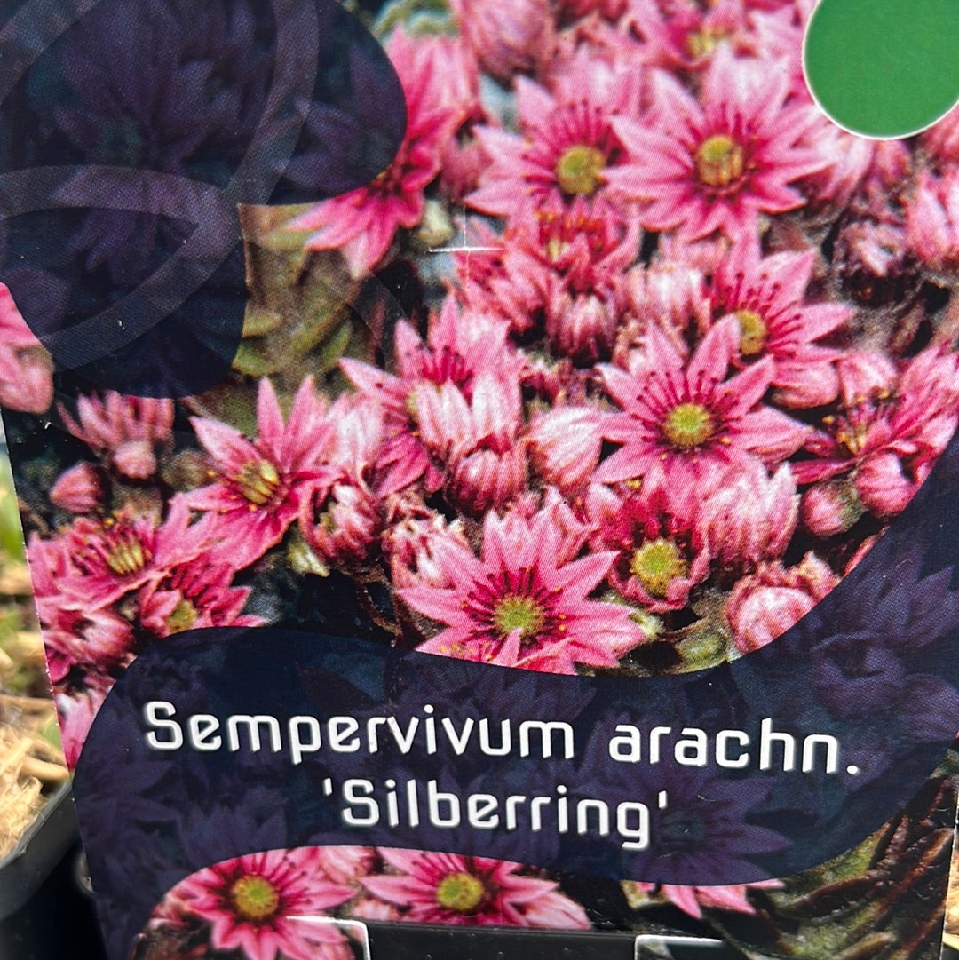 Bilde av Sempervivum arachn. 'Silberring'-Spanne Plantesalg