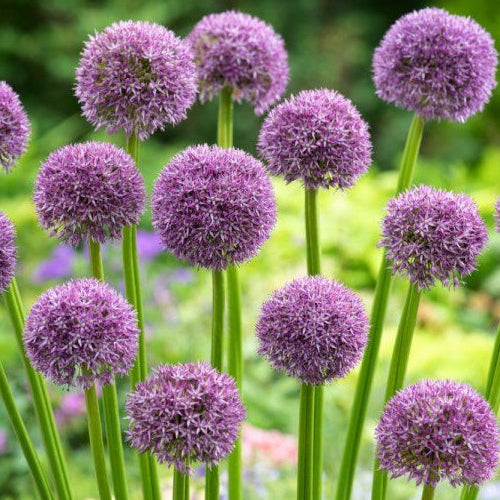 Bilde av Allium Pinball Wizard-Spanne Plantesalg