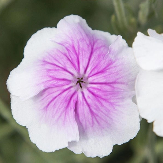 Bilde av Lychnis coronaria 'Oculata'-Spanne Plantesalg