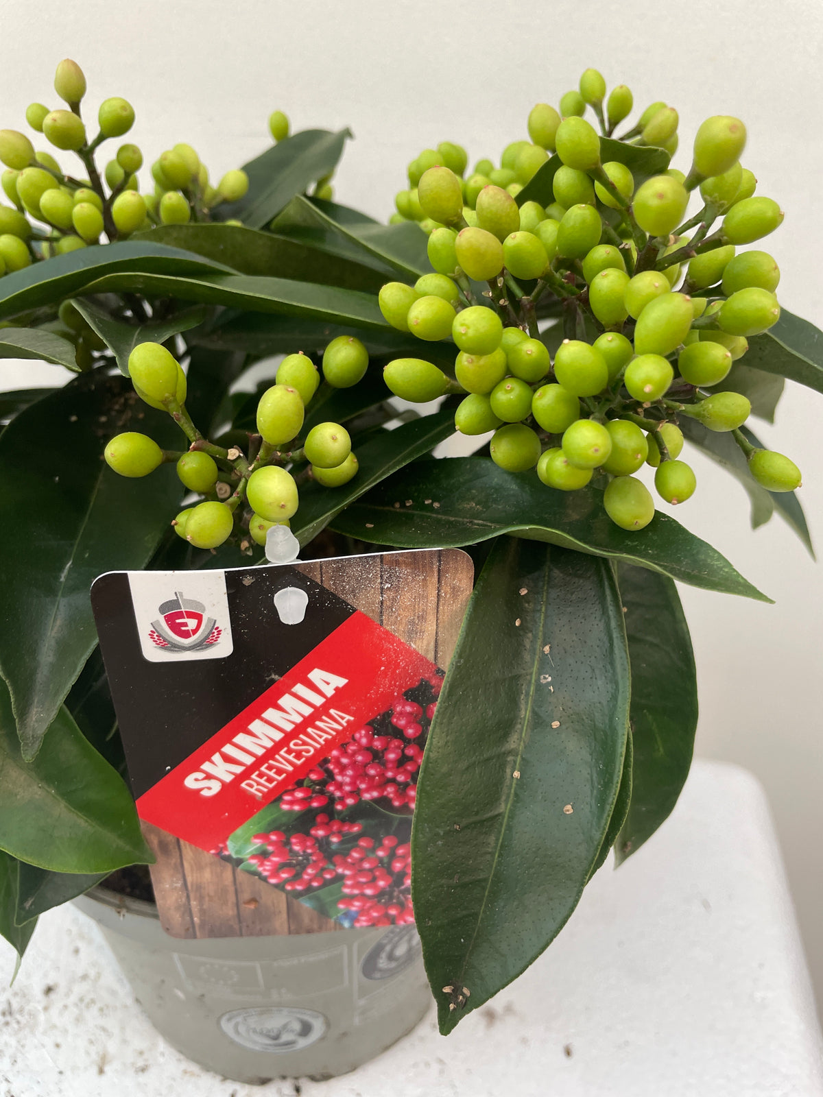 Skimmia reevesiana