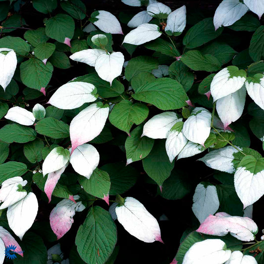 Bilde av Actinidia kolomikta tim-Spanne Plantesalg
