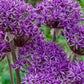 Bilde av Allium Violet Beauty-Spanne Plantesalg