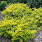 Bilde av Taxus b. 'Summergold'-Spanne Plantesalg