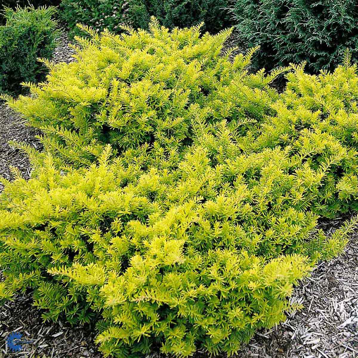 Bilde av Taxus b. 'Summergold'-Spanne Plantesalg