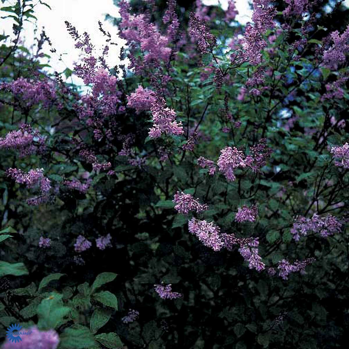 Bilde av Syringa josikaea-Spanne Plantesalg