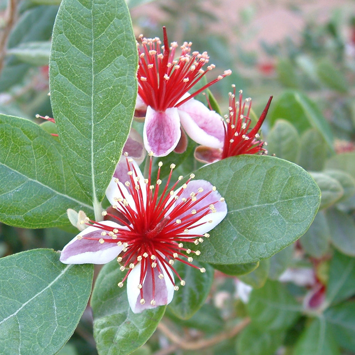 Bilde av Acca sellowiana / Ananasguava-Spanne Plantesalg