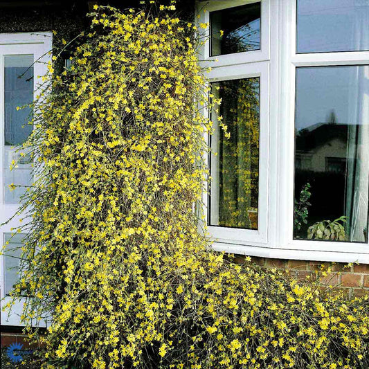 Bilde av Jasminum nudiflorum-Spanne Plantesalg