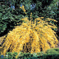 Bilde av Cytisus Praecox All Gold-Spanne Plantesalg