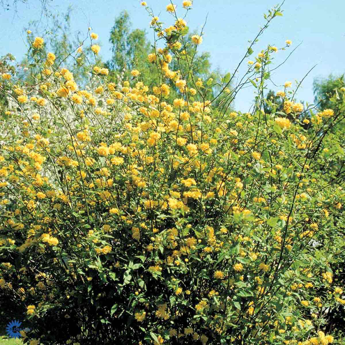 Bilde av Kerria jap. 'Pleniflora'-Spanne Plantesalg