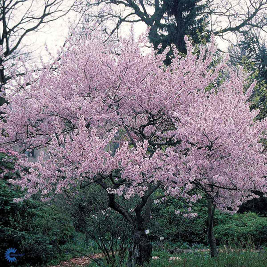 Bilde av Prunus subh. 'Autumnalis Rosea'-Spanne Plantesalg