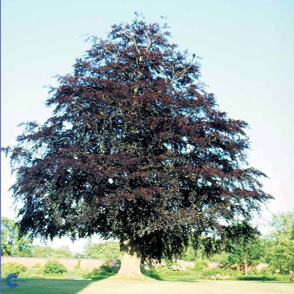 Bilde av Fagus Sylvatica Atropunicea-Spanne Plantesalg